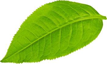Leaf